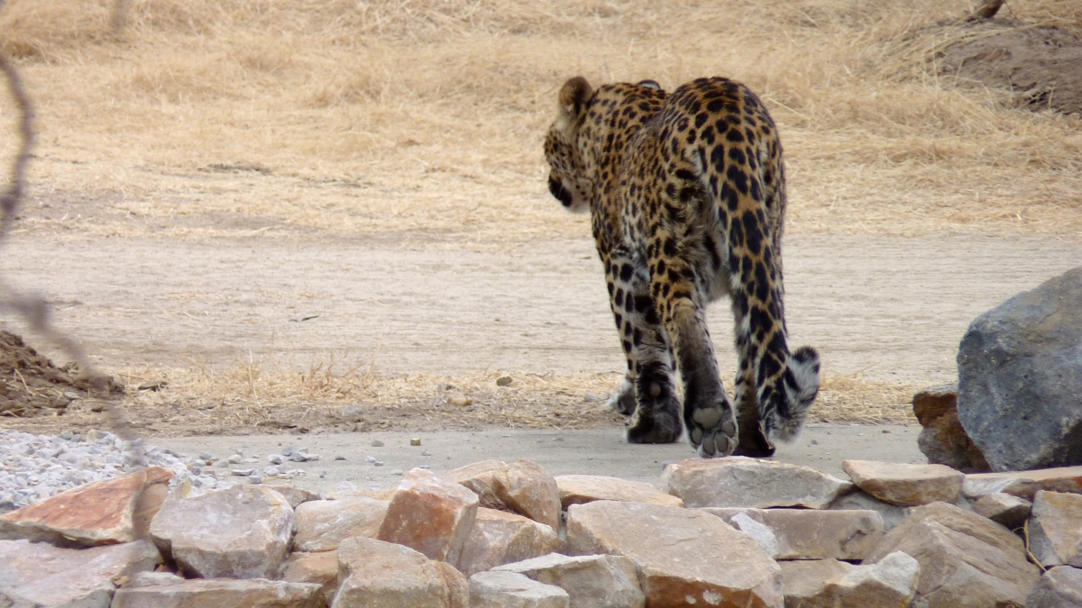 Jhalana Leopard Safari (Jaipur)